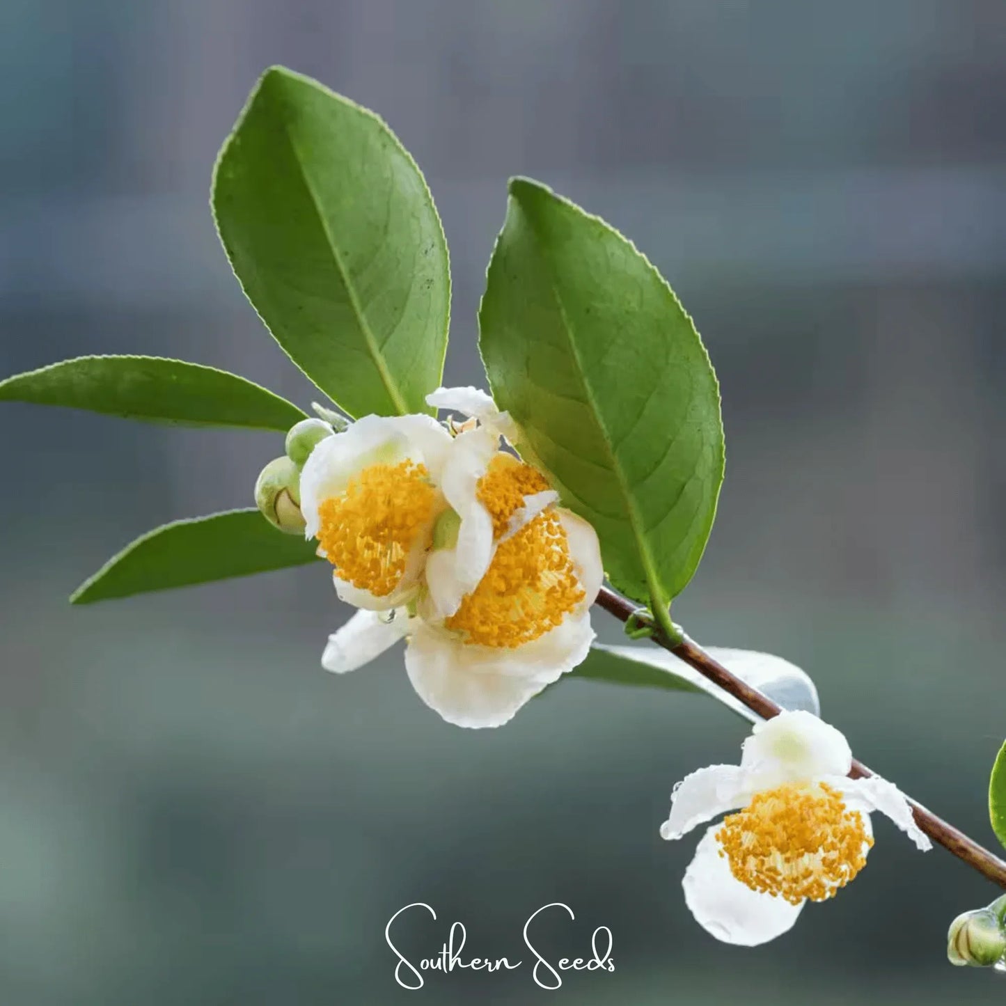 Tea Plant - 5 Seeds