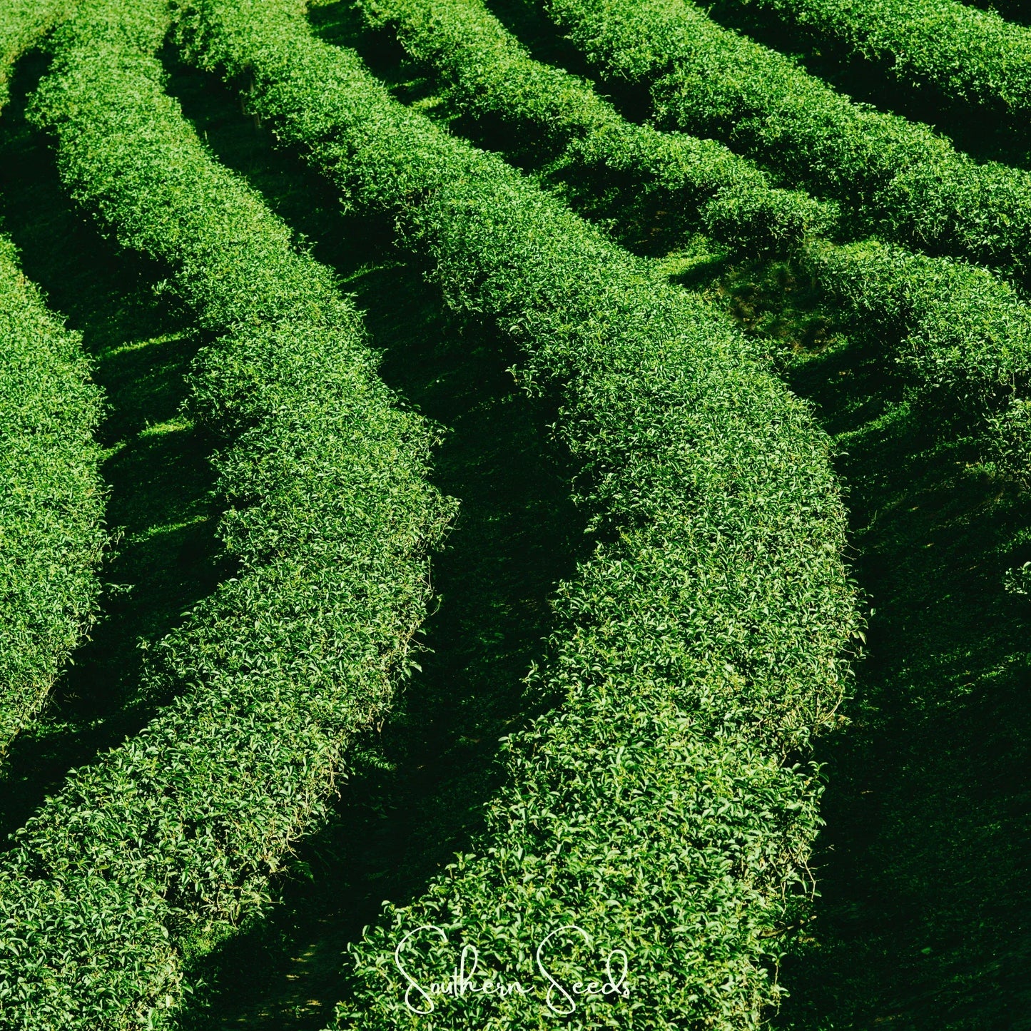 Tea Plant - 5 Seeds