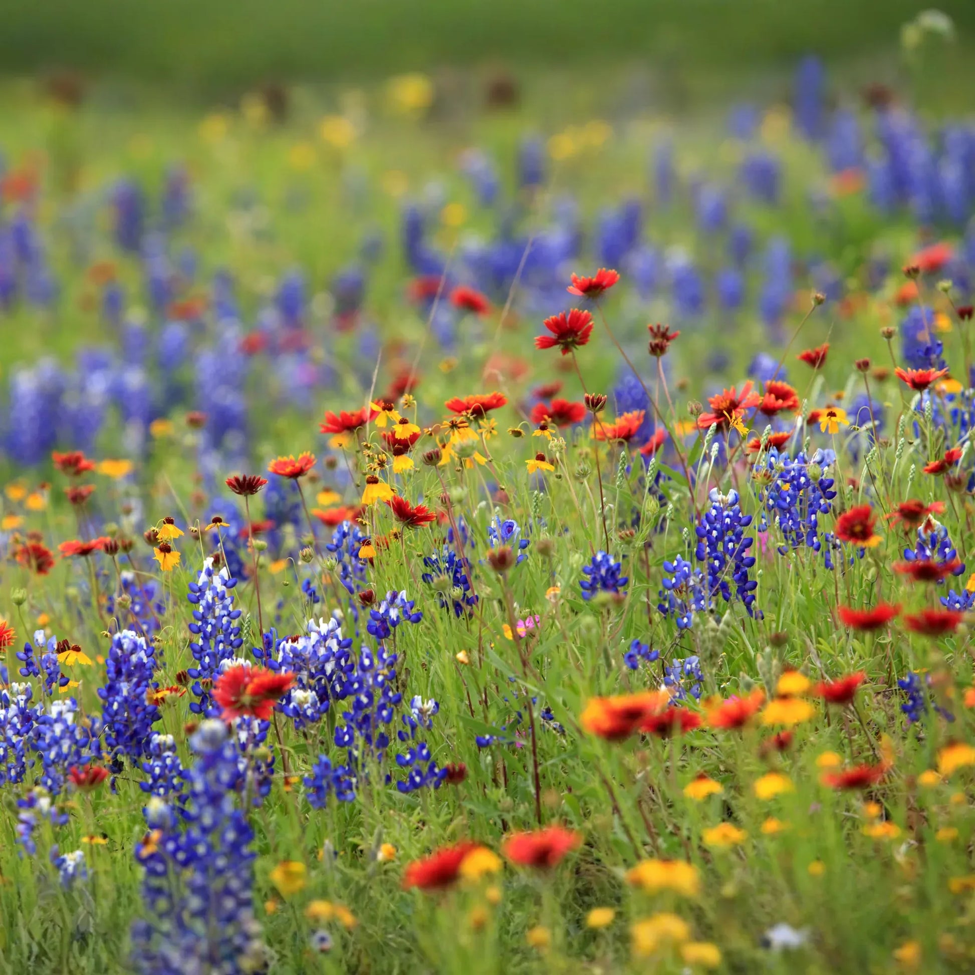 Lone Star Native Wildflower Mix -  Bold Blooms. True Texas Roots.