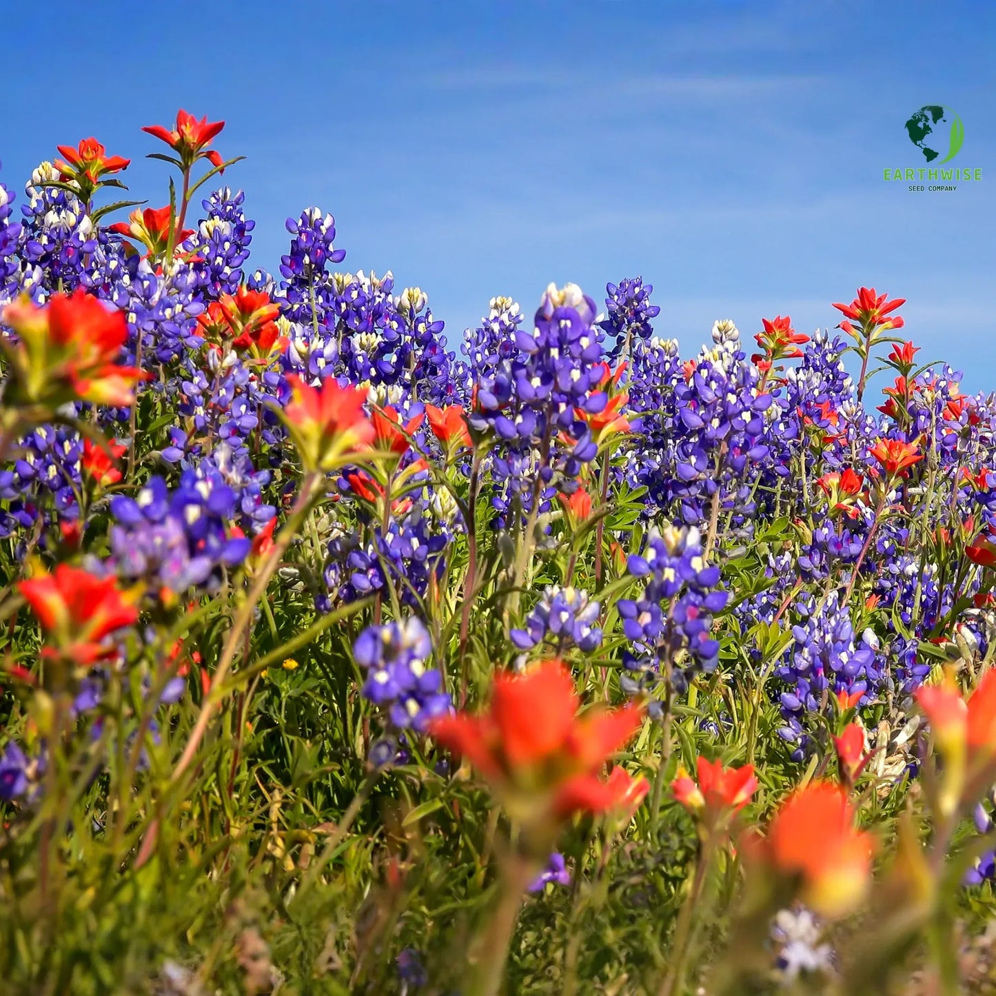 Lone Star Native Wildflower Mix -  Bold Blooms. True Texas Roots.