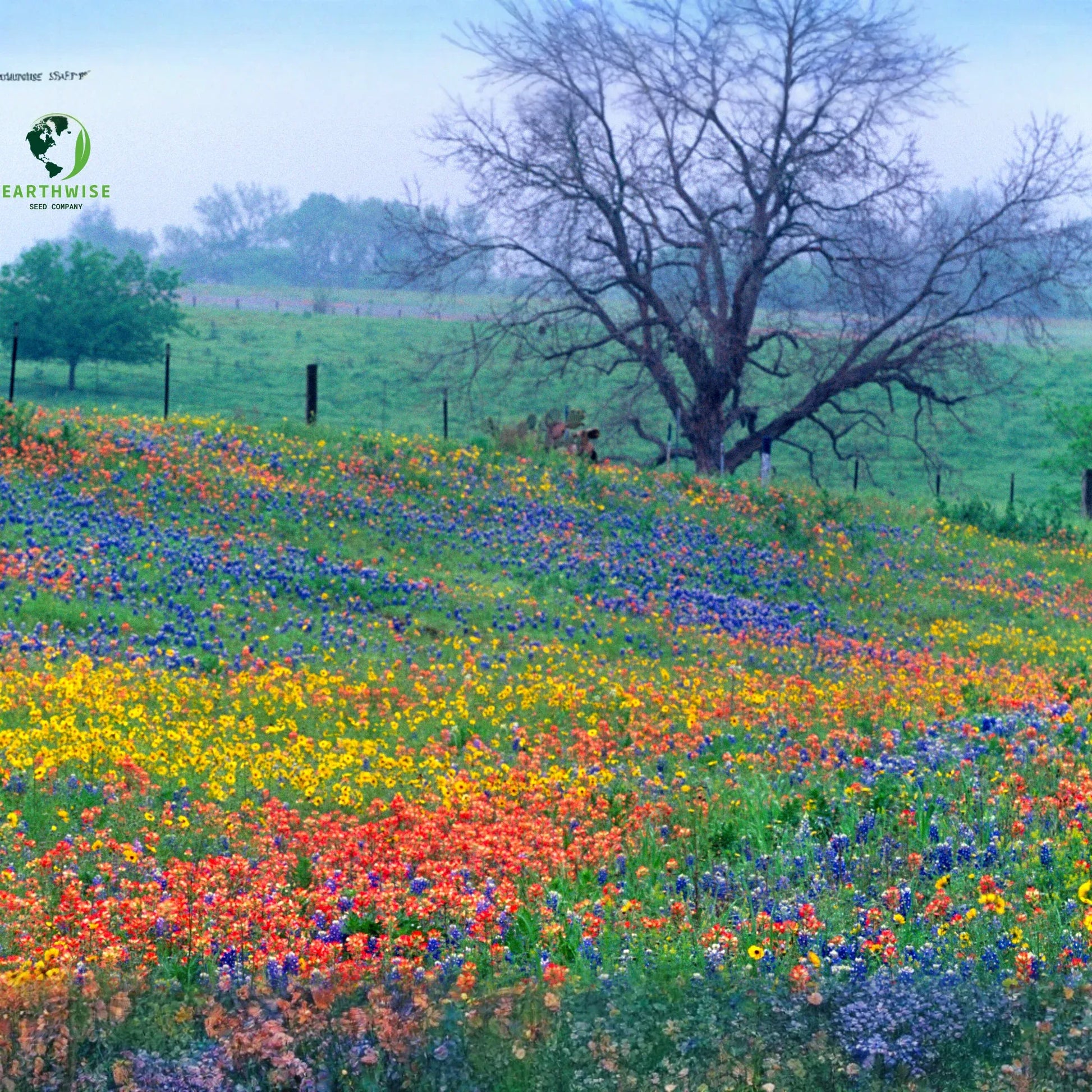 Lone Star Native Wildflower Mix -  Bold Blooms. True Texas Roots.