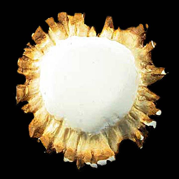 Round Elk Antler Burr Cabinet Knob - The Cabin Place - Little Red General Store
