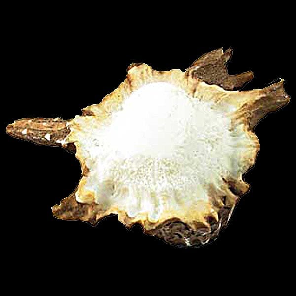 Non - Typical Antler Burr Cabinet Knob - The Cabin Place - Little Red General Store