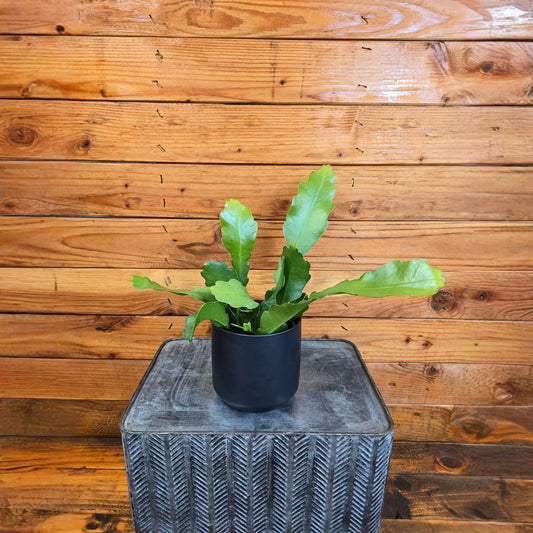 Epiphyllum Anguliger Beavertail Orchid Cactus, 4" Plant