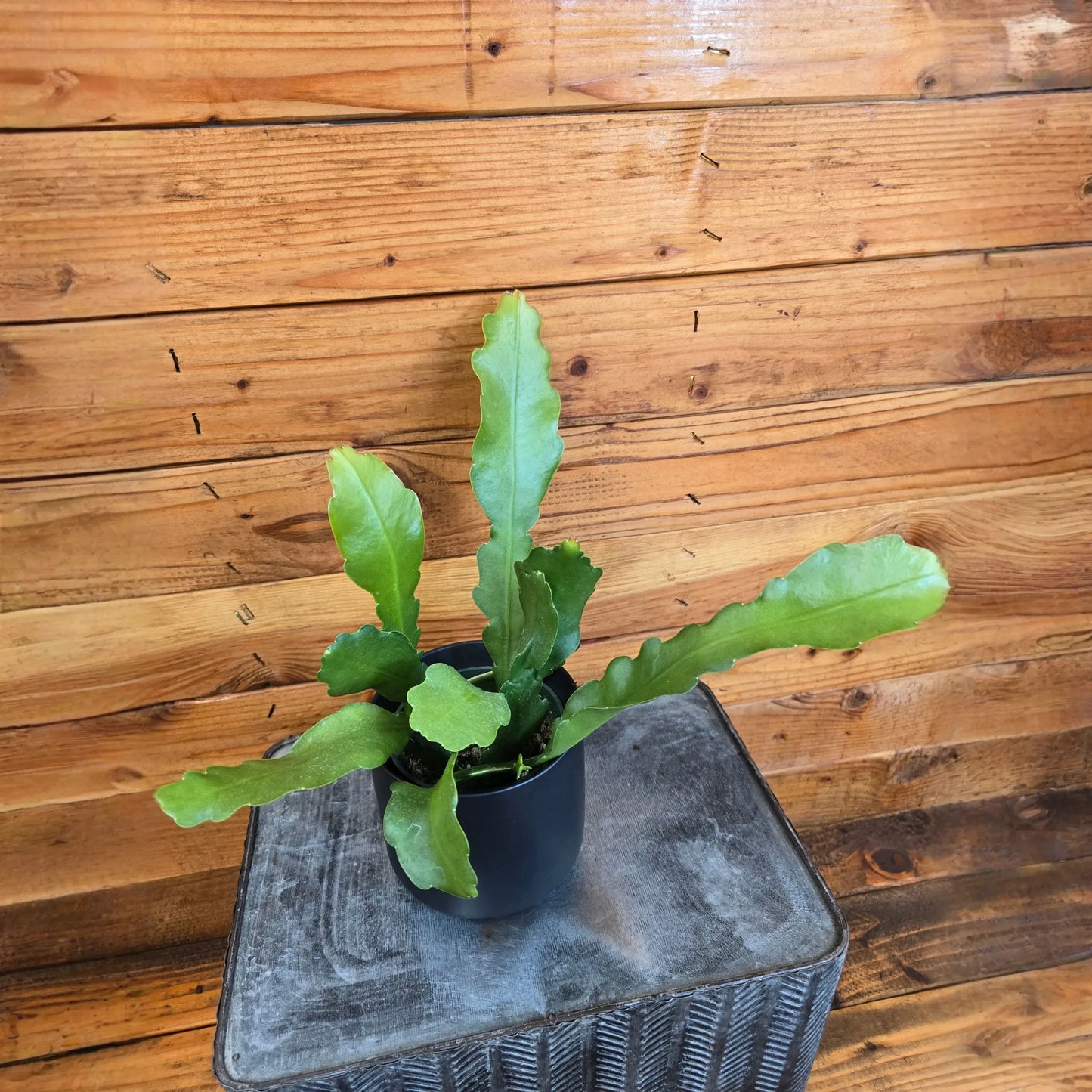Epiphyllum Anguliger Beavertail Orchid Cactus, 4" Plant