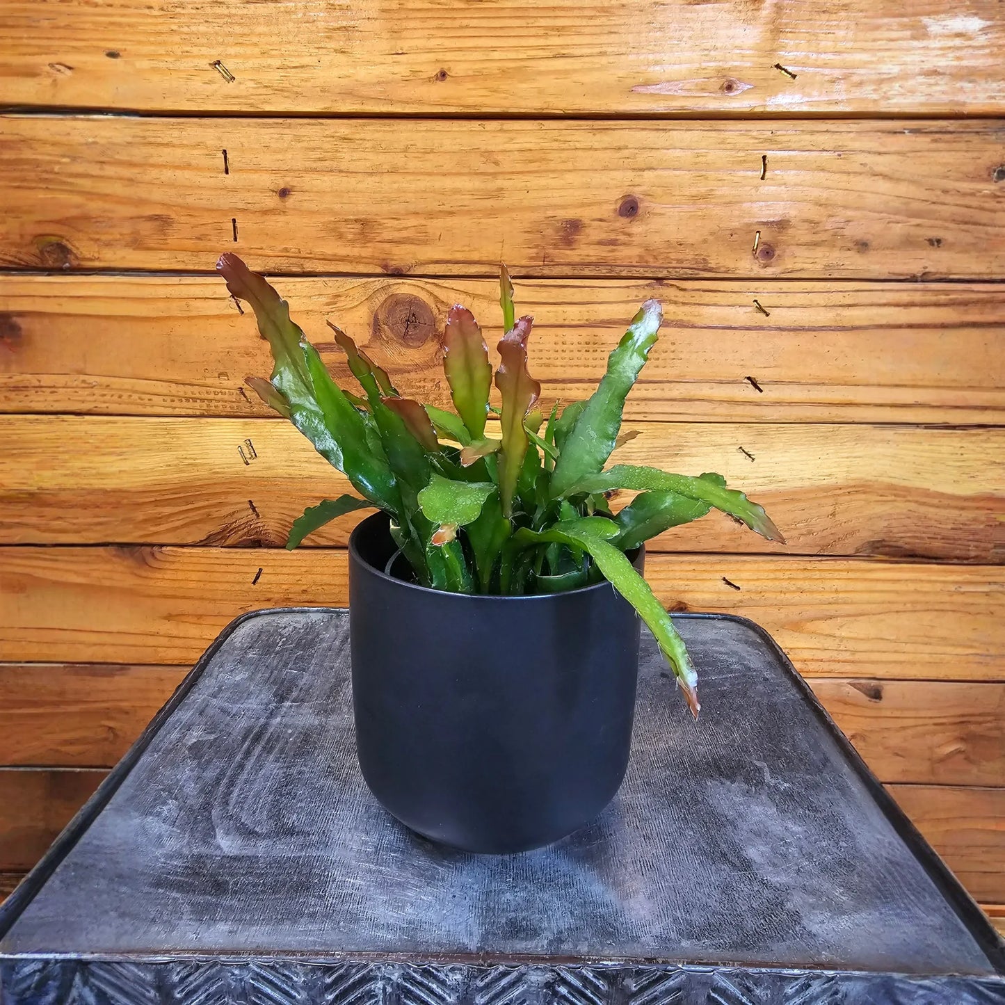 Epiphyllum Anguliger Fire Orchid Cactus, 4" Plant