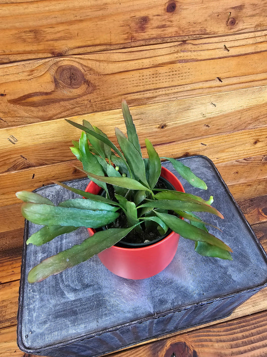Pseudoripsalis Red Oval Orchid Cactus, 4" Plant