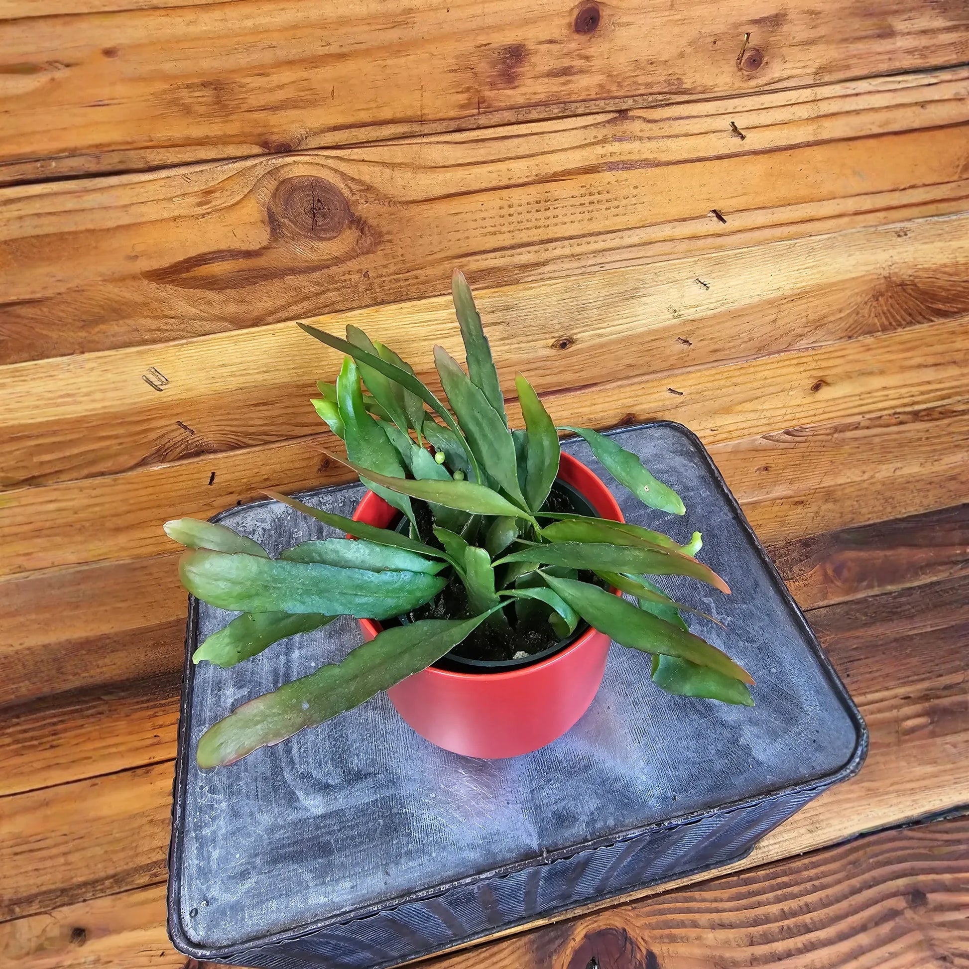 Pseudoripsalis Red Oval Orchid Cactus, 4" Plant