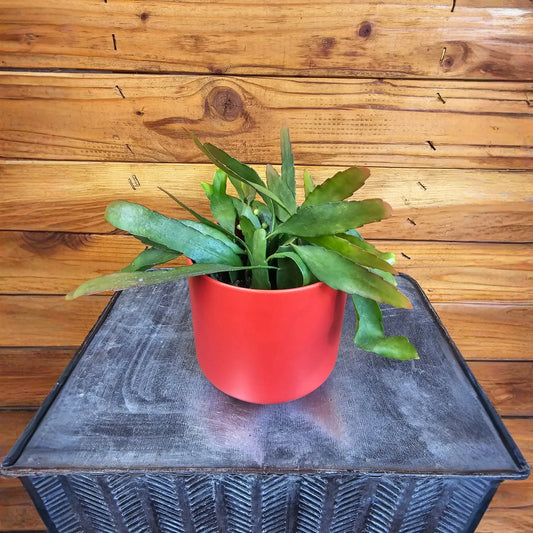 Pseudoripsalis Red Oval Orchid Cactus, 4" Plant
