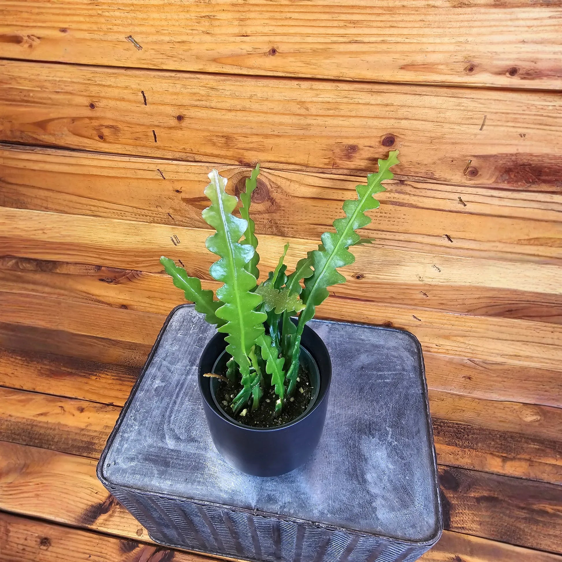 Epiphyllum Anguliger Ric Rac Cactus, 4" Plant