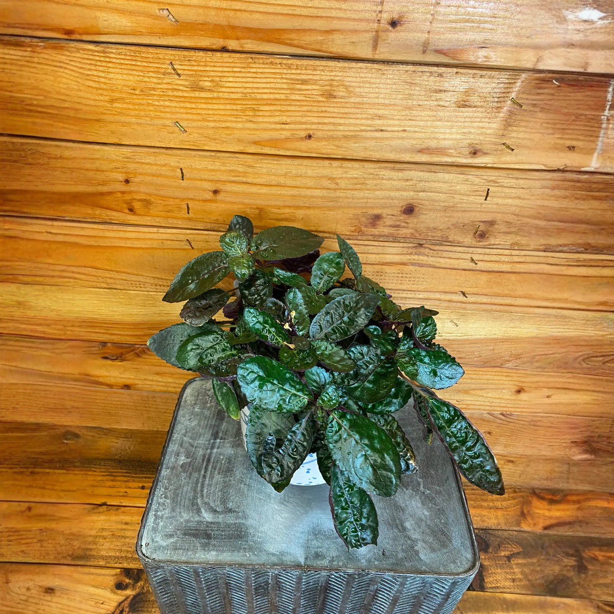 Hemigraphis alternata Purple Waffle, 6" Plant