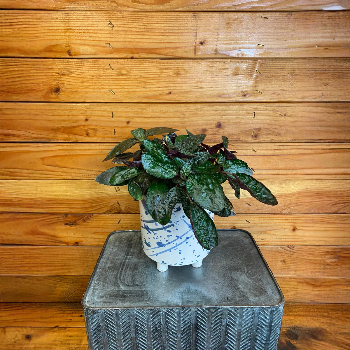 Hemigraphis alternata Purple Waffle, 6" Plant