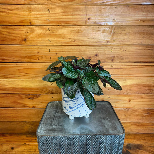 Hemigraphis alternata Purple Waffle, 6" Plant