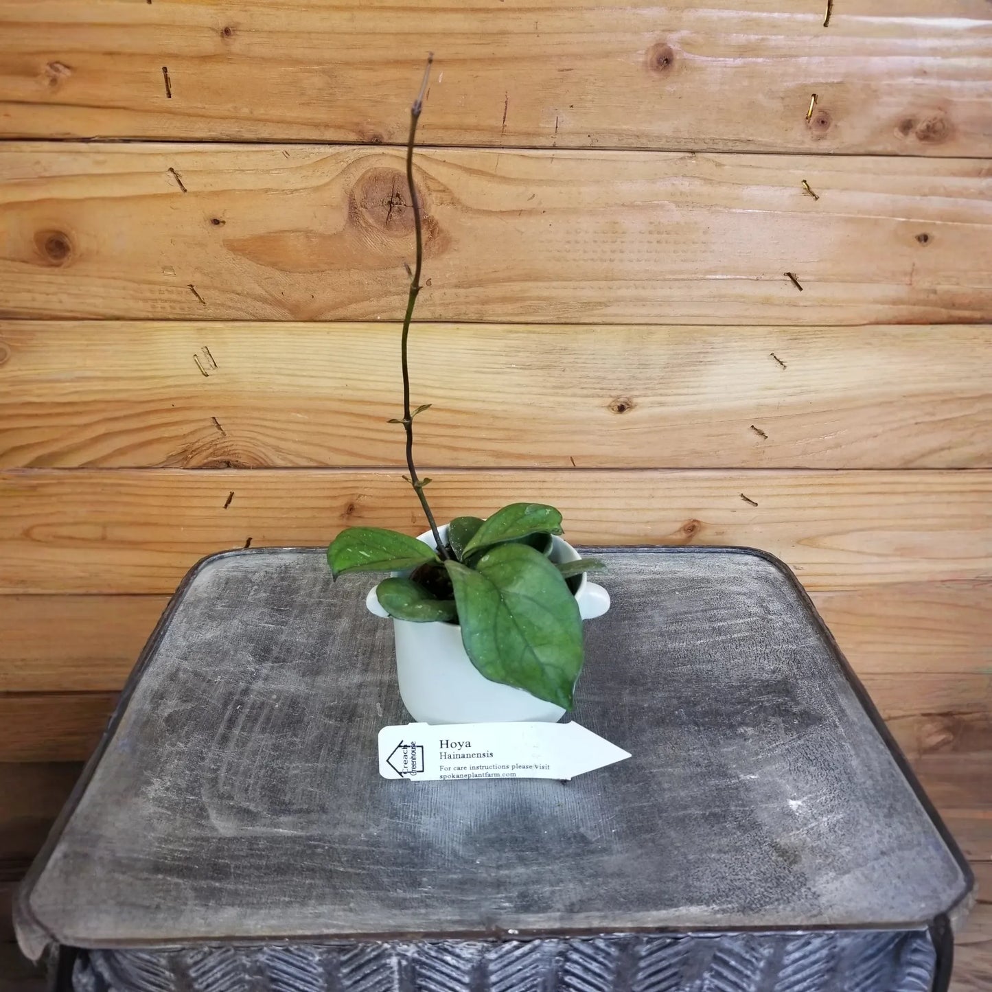 Hoya Hainanensis, 2" Plant