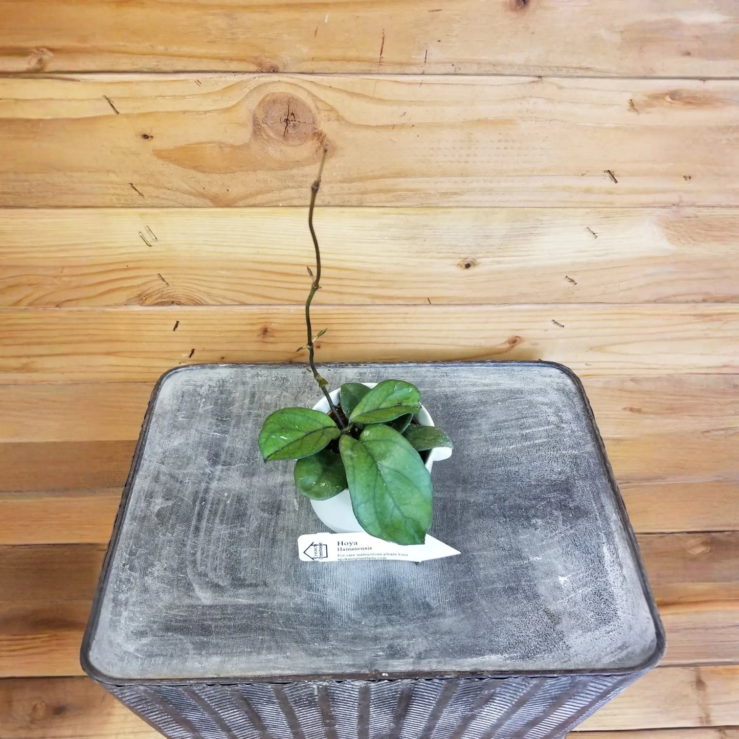 Hoya Hainanensis, 2" Plant