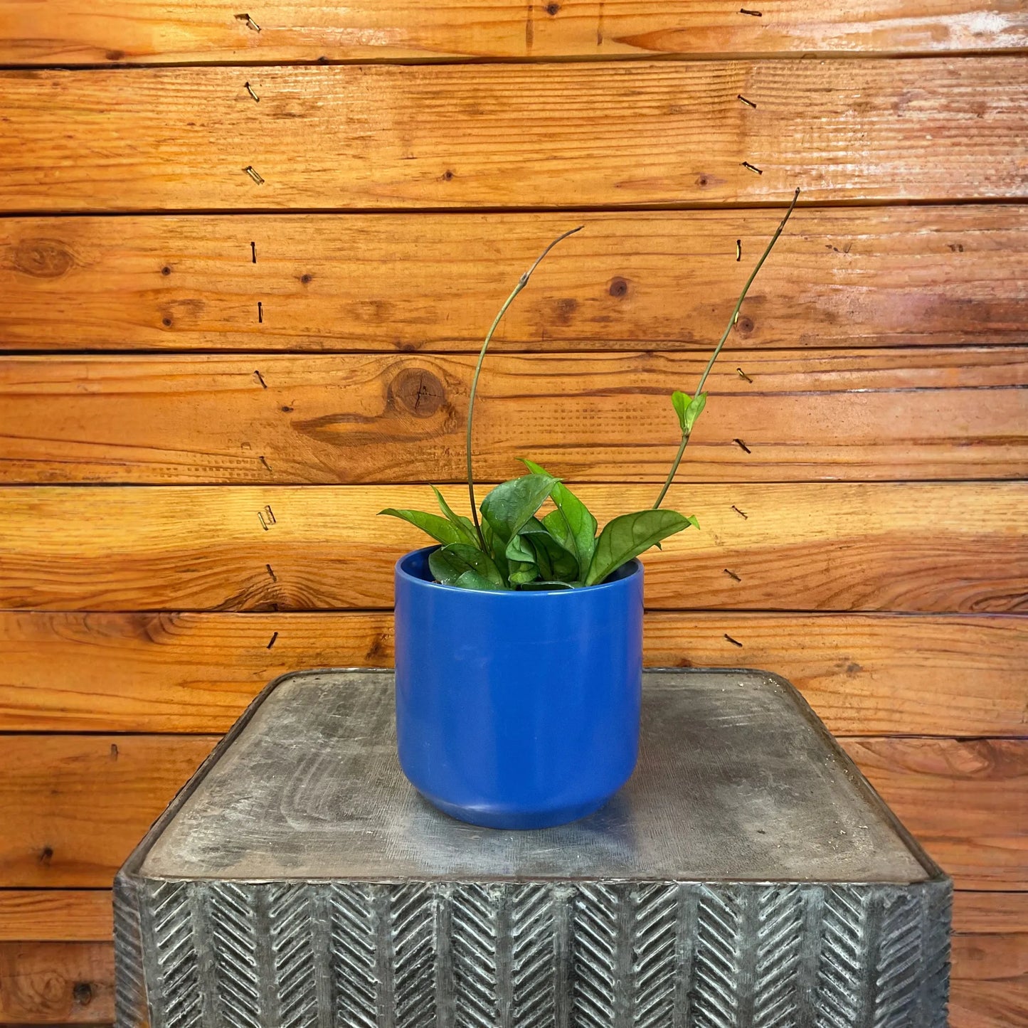 Hoya Hainanensis, 4" Plant