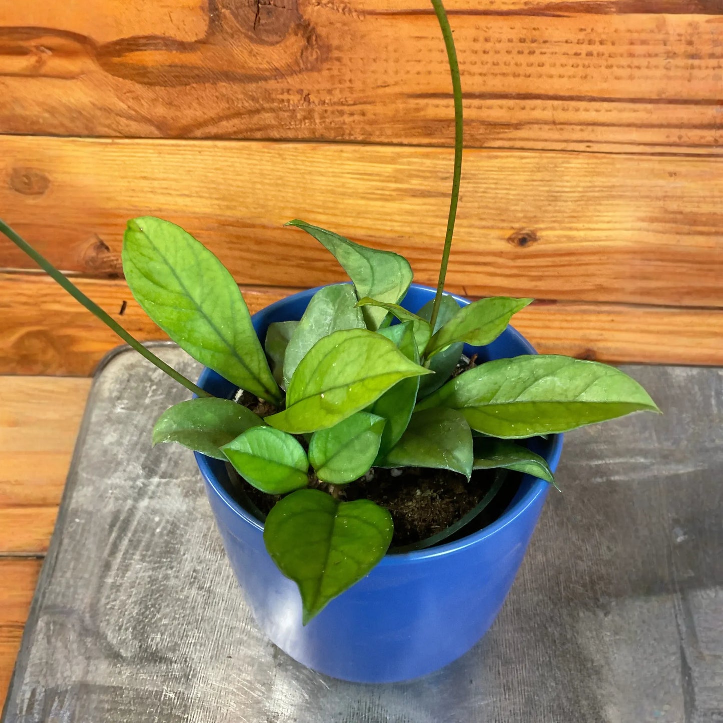 Hoya Hainanensis, 4" Plant