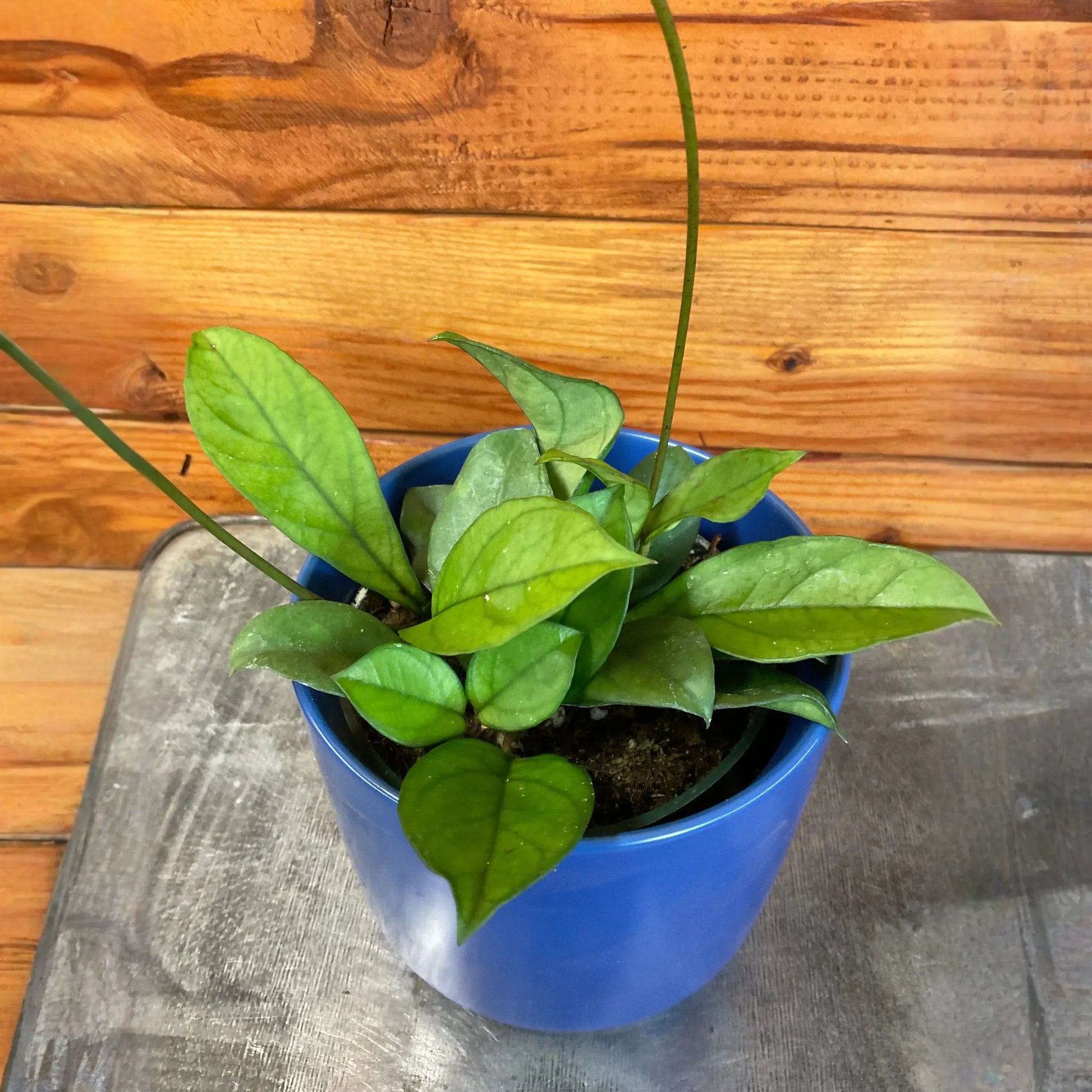 Hoya Hainanensis, 4" Plant