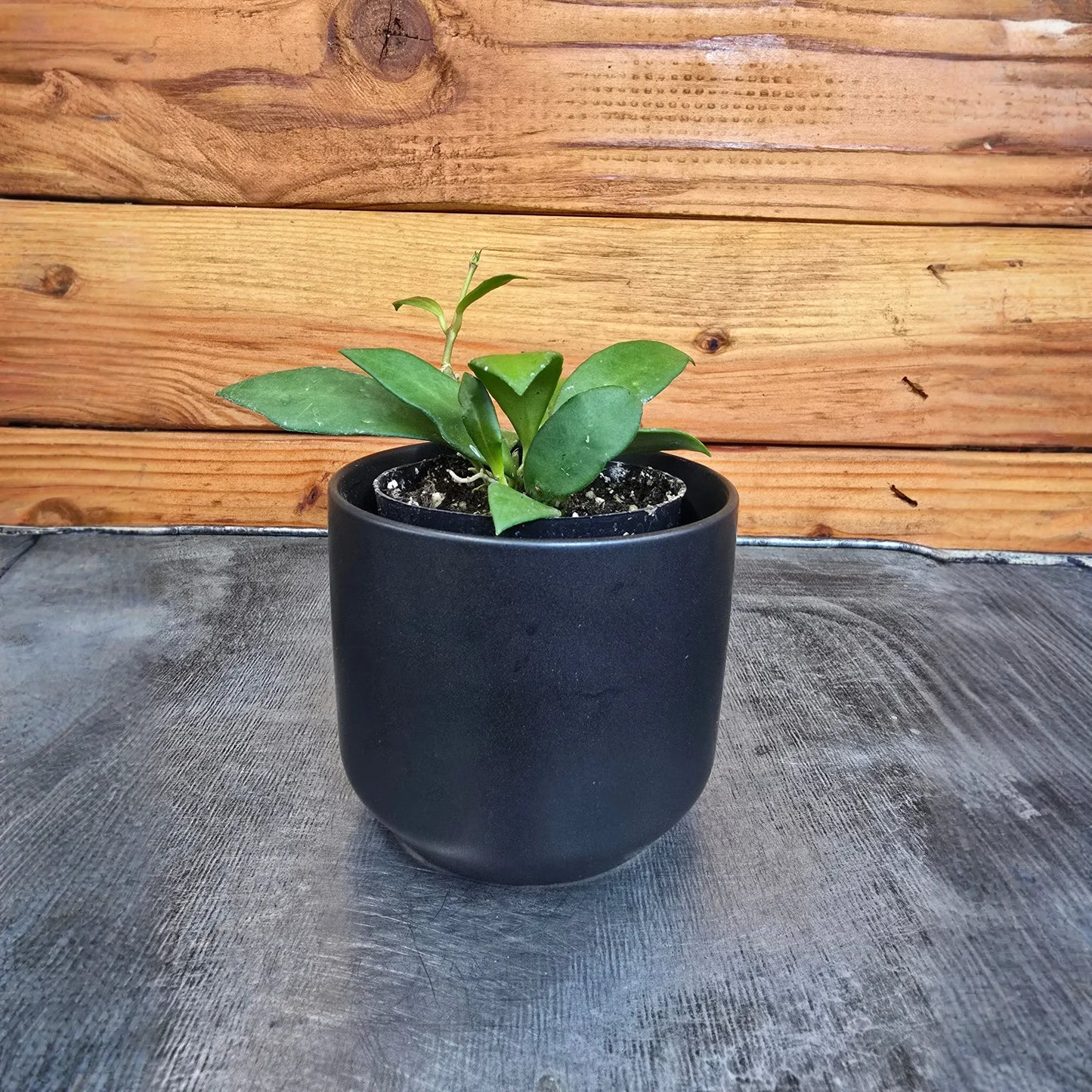 Hoya Noona, 2" Plant