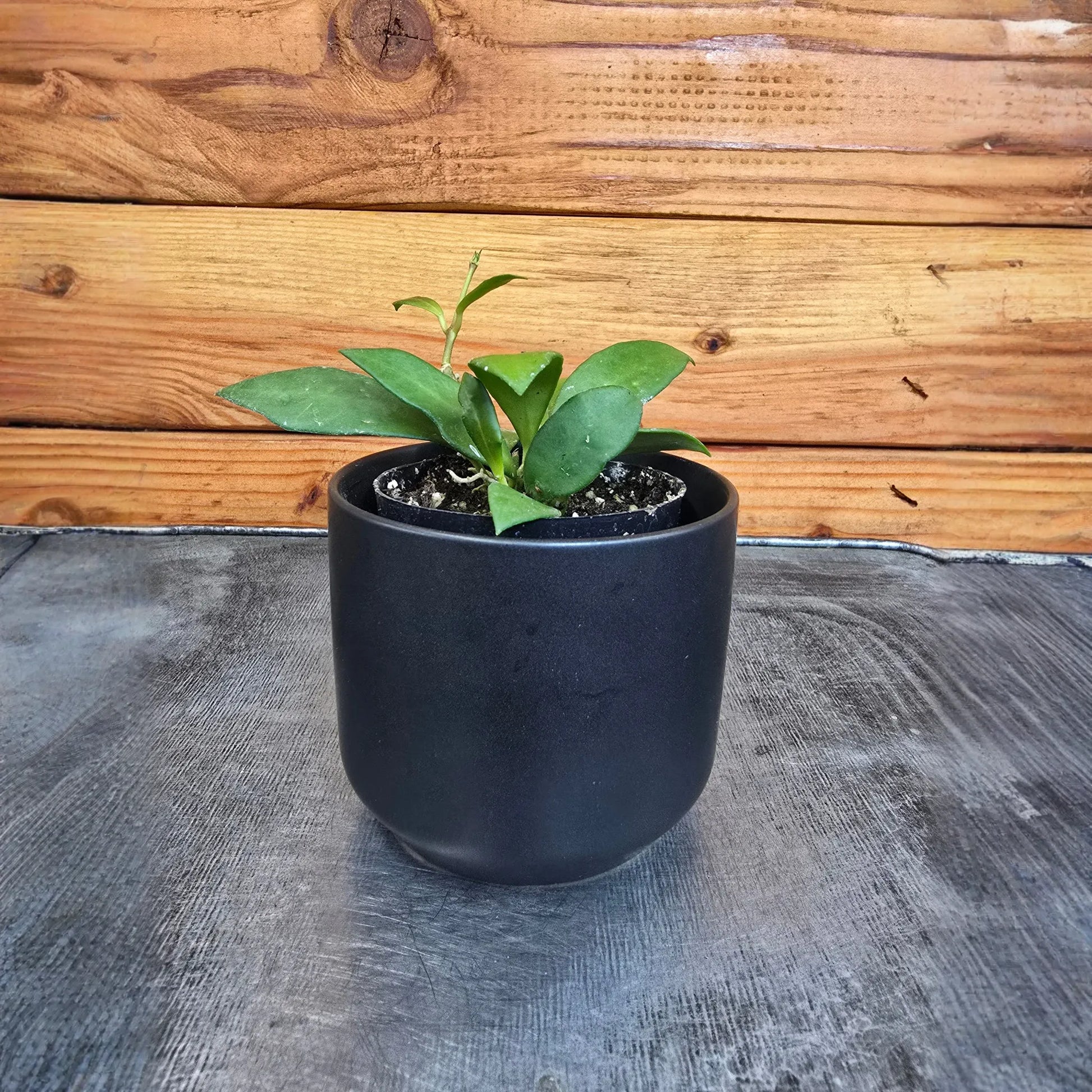 Hoya Noona, 2" Plant