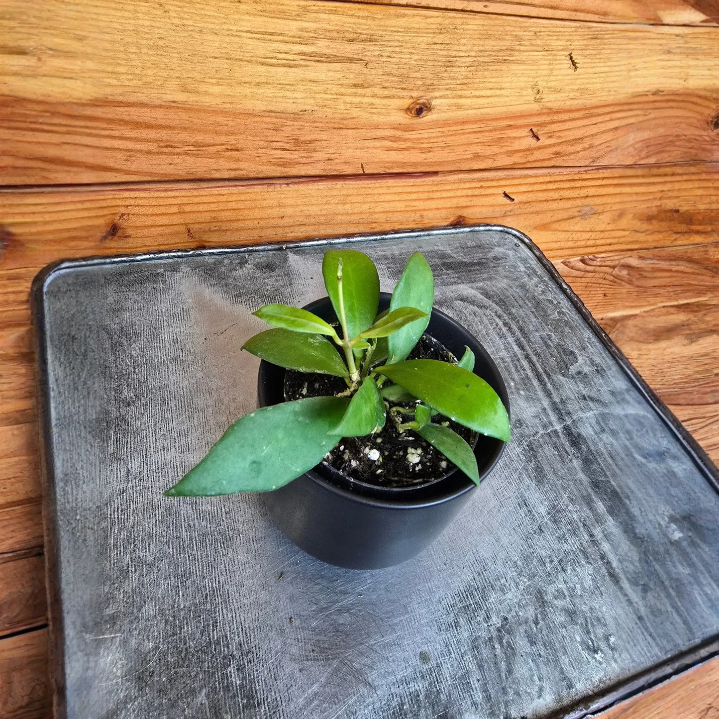 Hoya Noona, 2" Plant