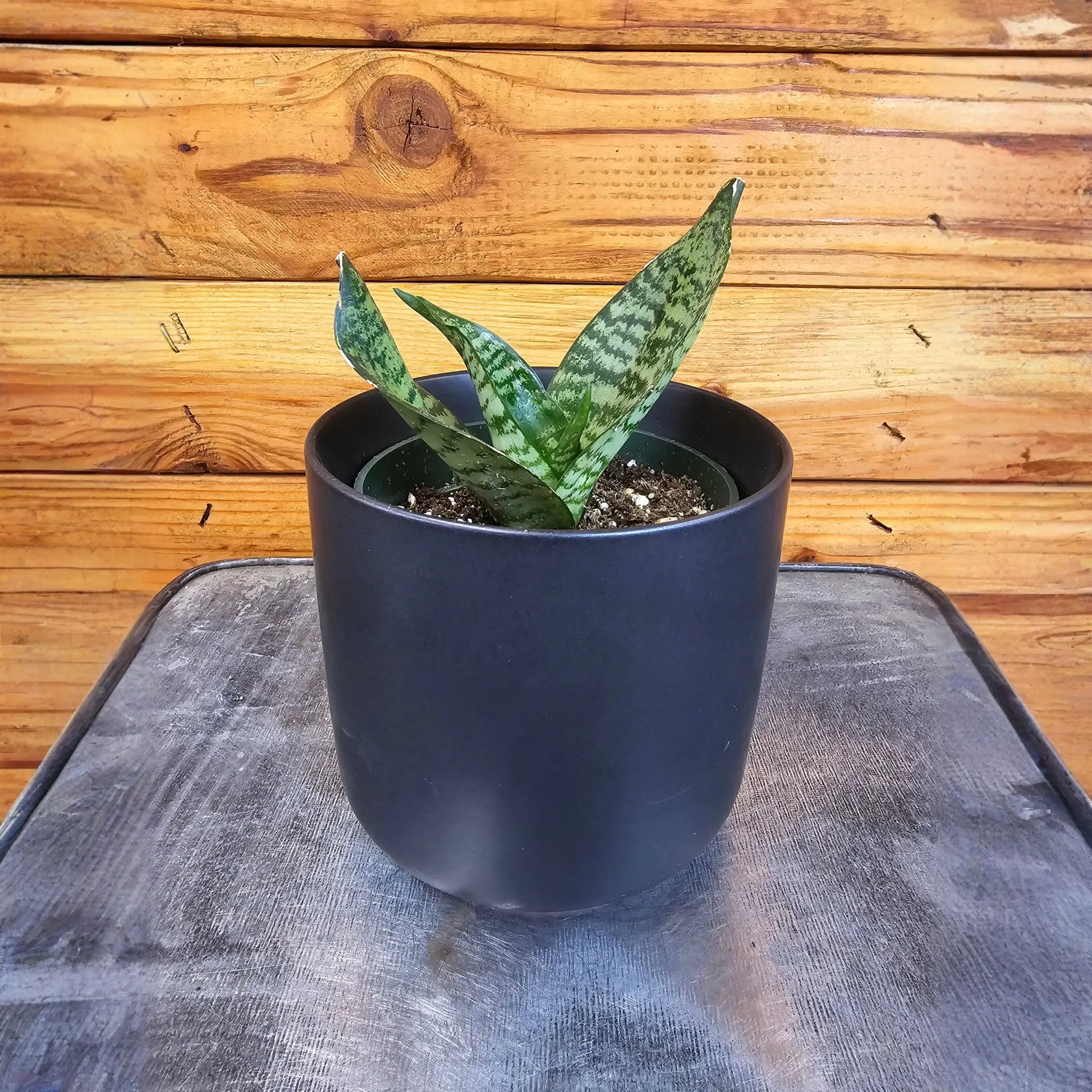 Sansevieria Green Hahnii, 4" Plant