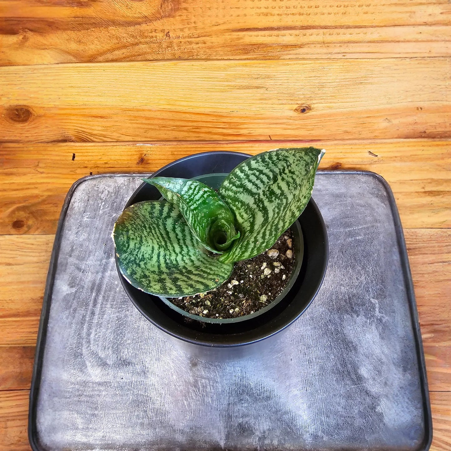 Sansevieria Green Hahnii, 4" Plant