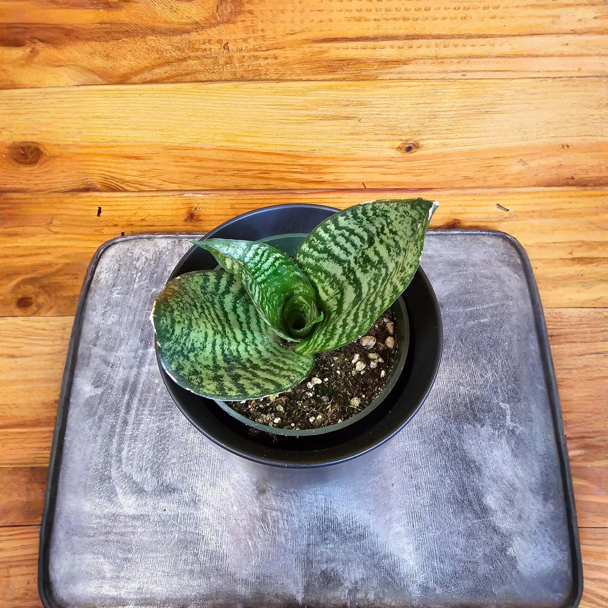 Sansevieria Green Hahnii, 4" Plant