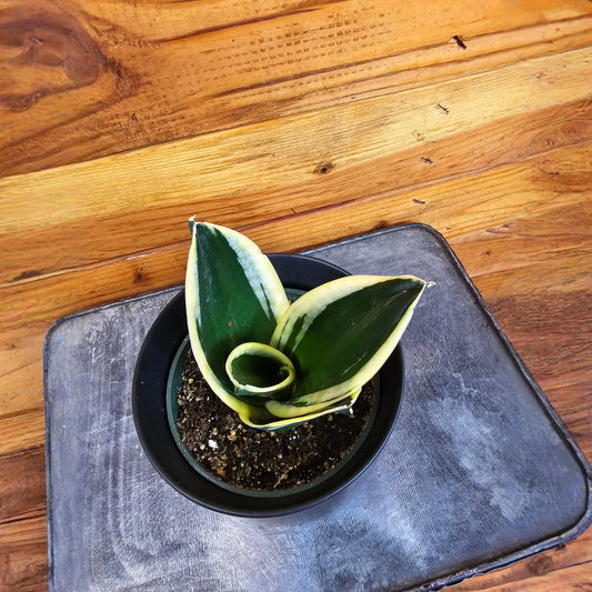 Sansevieria Jade Pagoda Hahnii, 4" Plant