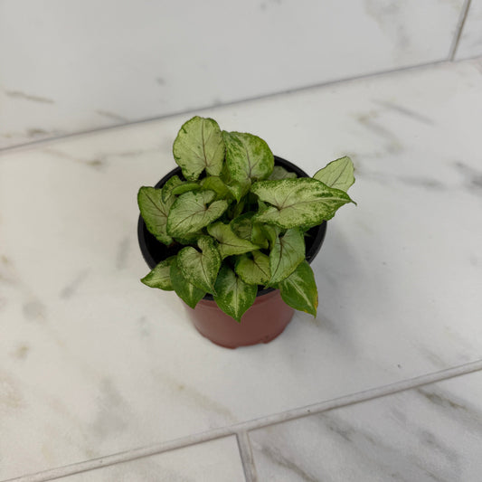 Syngonium Yami Red Wine, 4" Plant