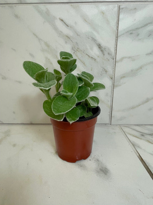 Tradescantia Sillamontana Teddy Bear Vine, 4" Plant