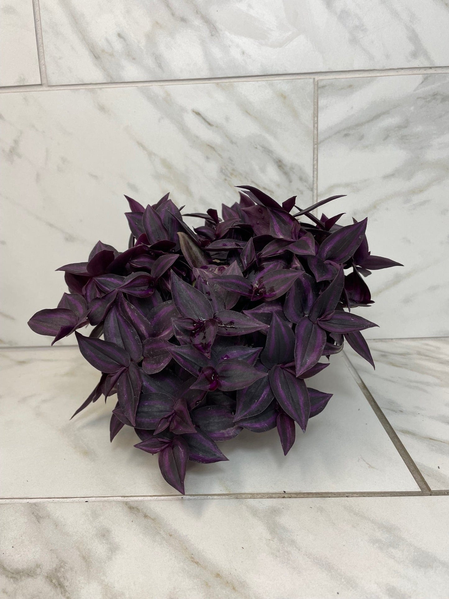 Tradescantia Zebrina Red Mini, 6" Plant