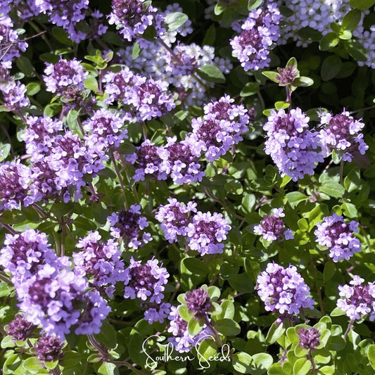 Lemon Thyme – 100 Seeds