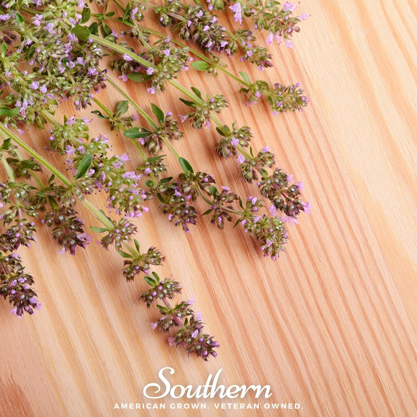 Wild Thyme – 100 Seeds