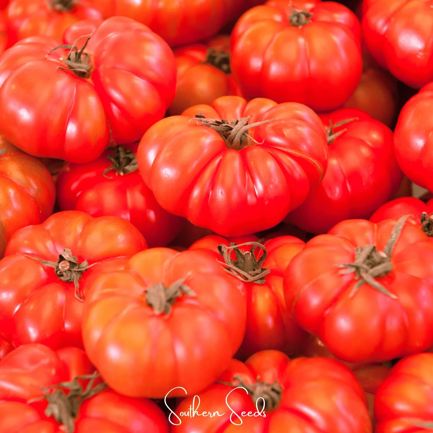 Red Brandywine Tomato –  50 Seeds