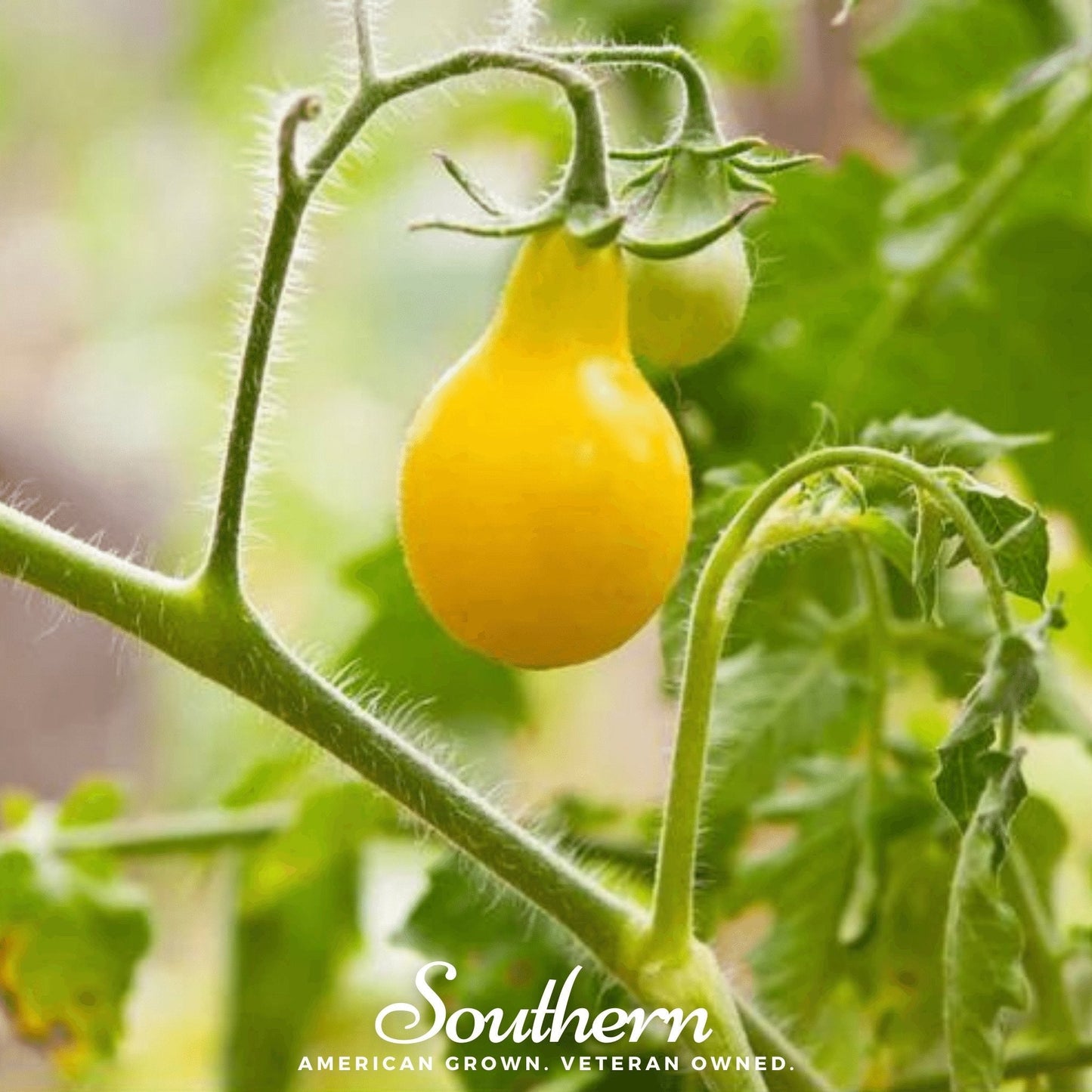 Yellow Pear Tomato – 50 Seeds