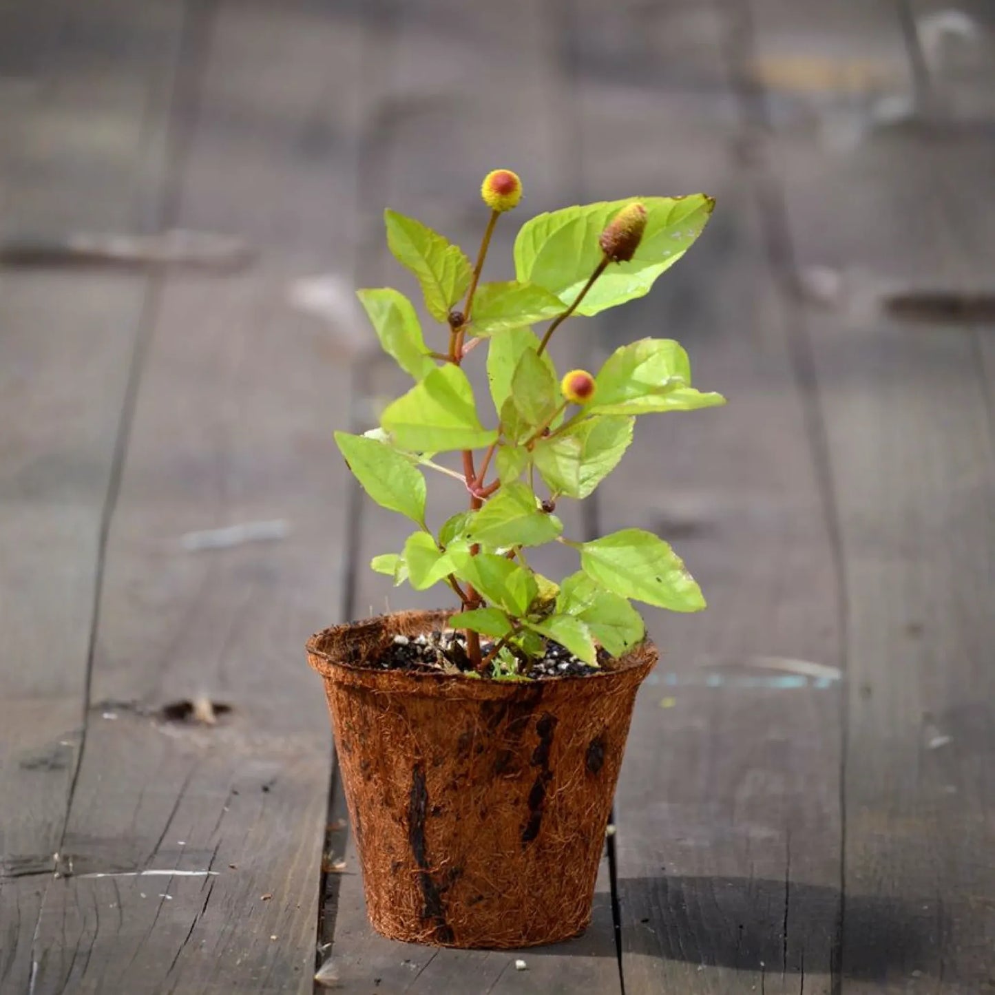 Electric Daisy Toothache Plant (Spilanthes acmella)