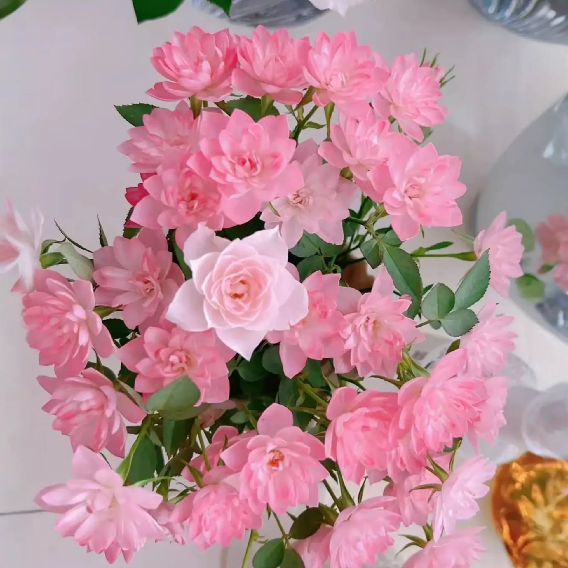 15 Organic Pink Miniature Rose Unrooted Cuttings - 6" for Grafting or Rooting, Rosa 'Fairy', Organic, Perfect for Garden or Pot