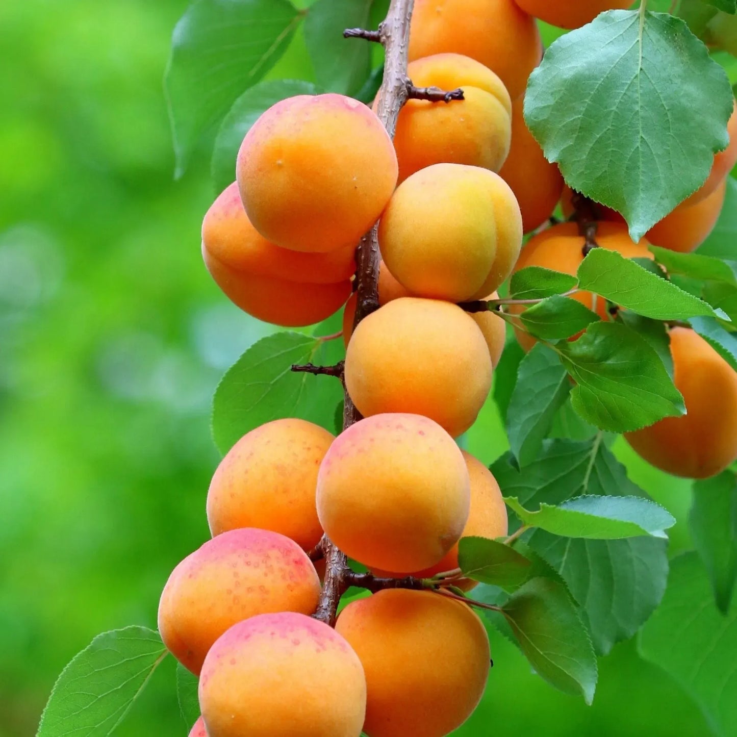 Apricot Tree Cuttings - 3 Pack - 6" Each - Rooting/Grafting Scion Wood - Fresh & Viable - Fruit Tree Propagation - Free Instructions