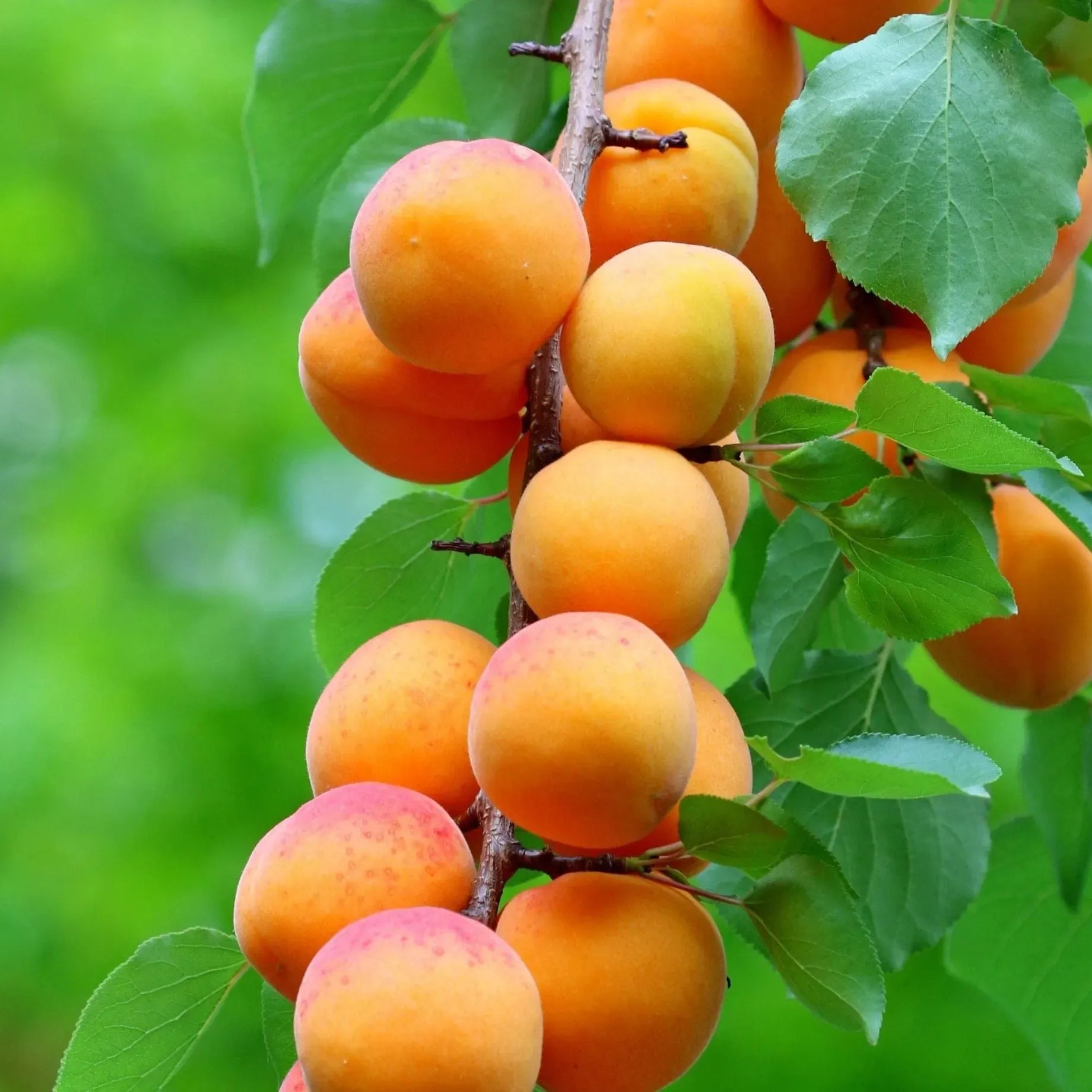 Apricot Tree Cuttings - 3 Pack - 6" Each - Rooting/Grafting Scion Wood - Fresh & Viable - Fruit Tree Propagation - Free Instructions