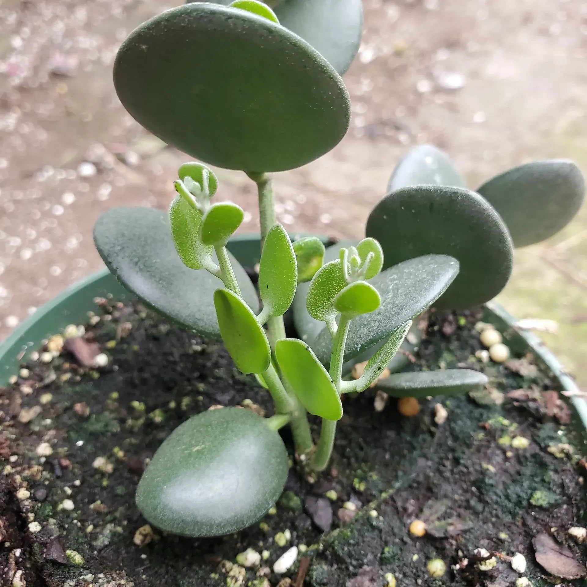 Xerosicyos danguyi Plant, Silver Dollar Vine, 4" Potted Cutting, Succulent Climber, USDA Zones 10-11