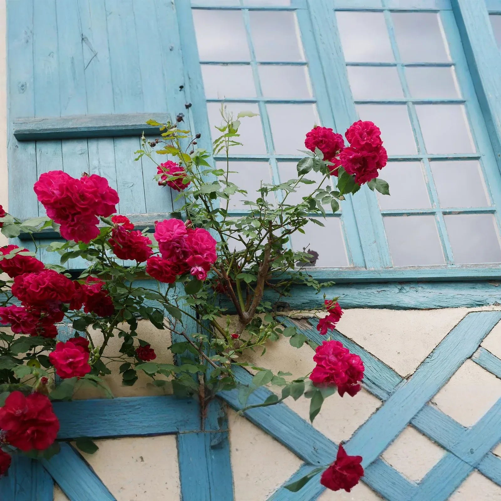 20 Red Climbing Rose Seeds - Fragrant Perennial Vine - Fast-Growing Flower for Trellis, Arbors & Fences - Easy to Grow