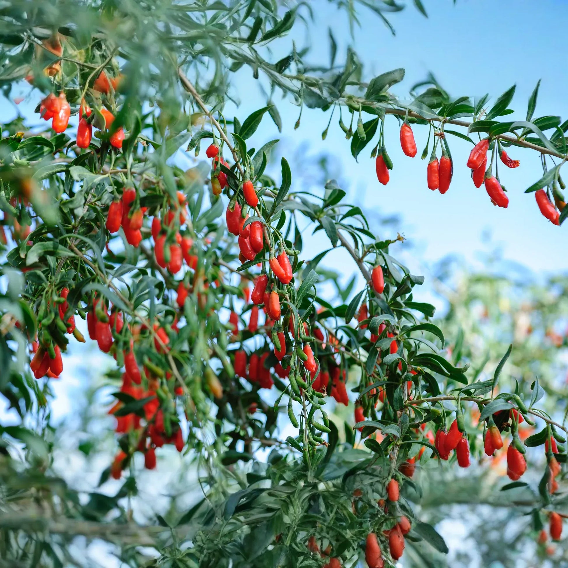 Goji Berry Plants (3 Bare Root) + Cuttings (3) - Lycium barbarum - Fruit July-Oct