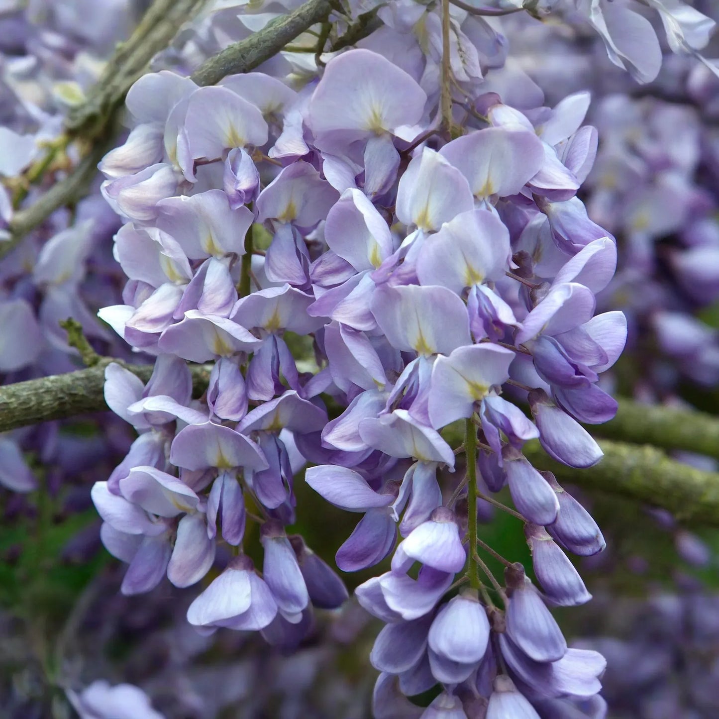 10 Hardy Purple Wisteria Unrooted Cuttings 6" - Wisteria Sinensis for Garden, Vines, and Pergolas