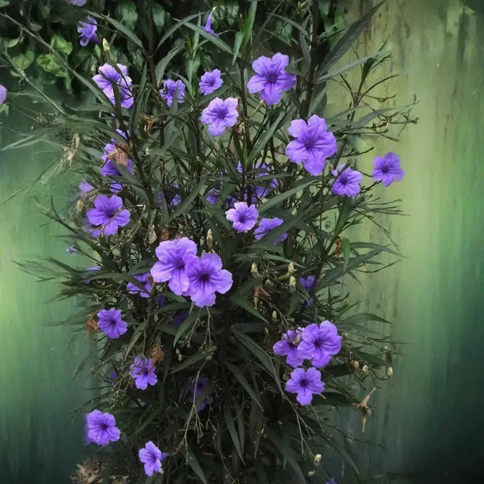 Mexican Petunia Cuttings - 10 Pcs, Purple Perennial, Fast-Growing, Attracts Hummingbirds & Butterflies, Zones 8-11