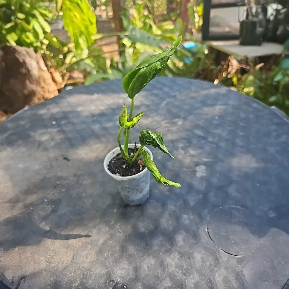 Shangri-La Pothos Cuttings - 2 Rooted Nodes, Rare Houseplant, Easy-Care Indoor Vine, Low Light Tolerant, Fast Growing Epipremnum