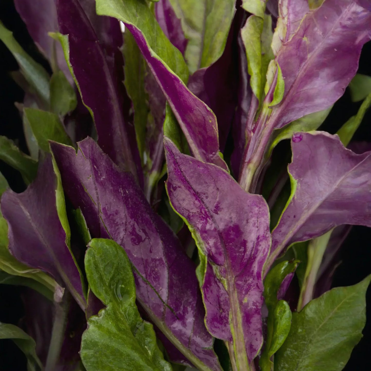 3 Okinawa Spinach Plants - Gynura crepioides | Live Starter Perennial | Edible Garden Green for Warm Climates & Containers