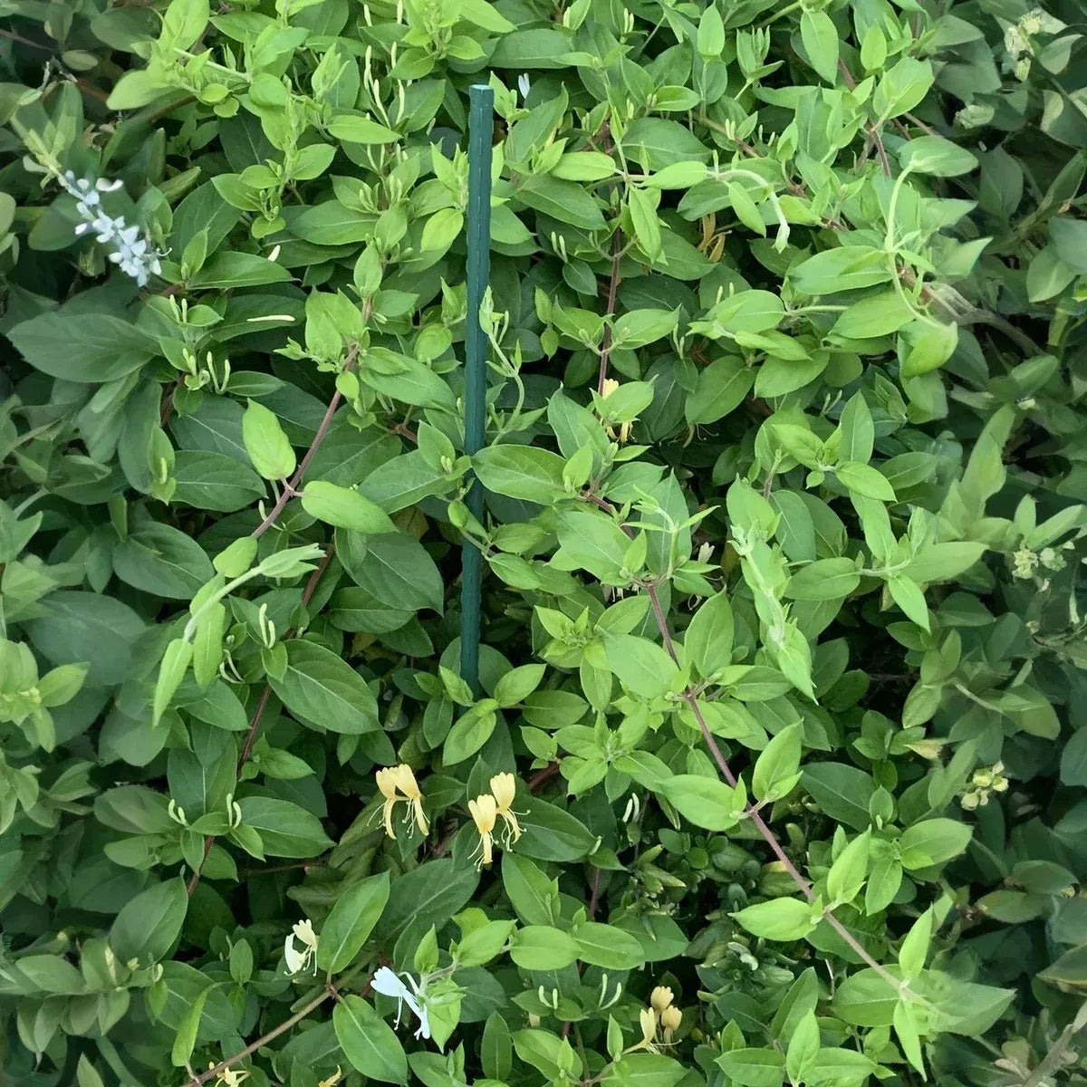 Lonicera japonica Cuttings - 4 Count - Hal's Honeysuckle - Unrooted Vines