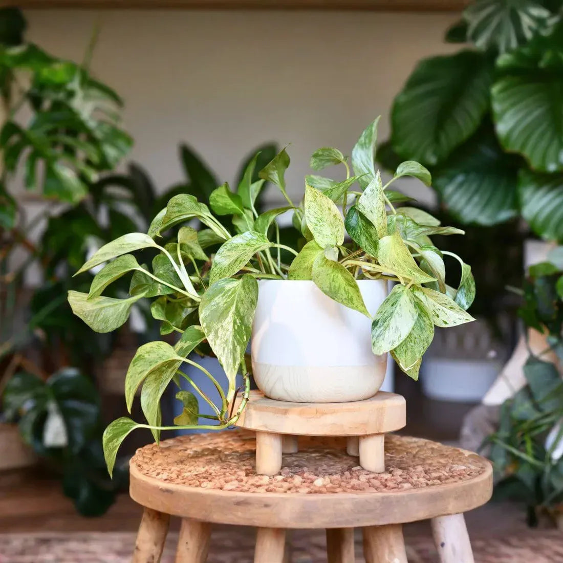 Pothos Ivy Combo 6 Cuttings - 2 Marble Queen, 2 Brazil, 2 N’Joy - Fast-Growing Indoor Plants, Low Light, Air Purifying, Easy Care