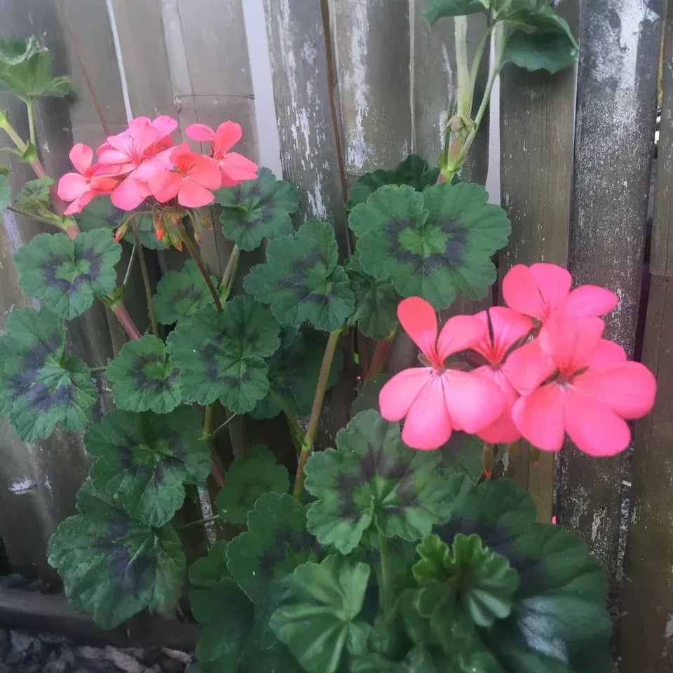 Pelargonium Zonal Geranium, 4 Orange-Pink Flower Cuttings, 6" Unrooted Stems, USDA Zones 9-11